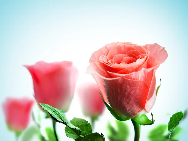 Ροζ τριαντάφυλλα — Φωτογραφία Αρχείου