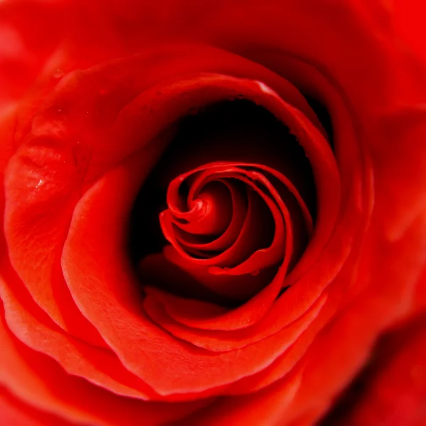 Κόκκινο τριαντάφυλλο — Φωτογραφία Αρχείου