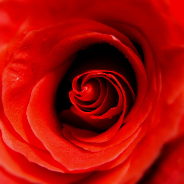 Closeup of red rose. Macrophotography.