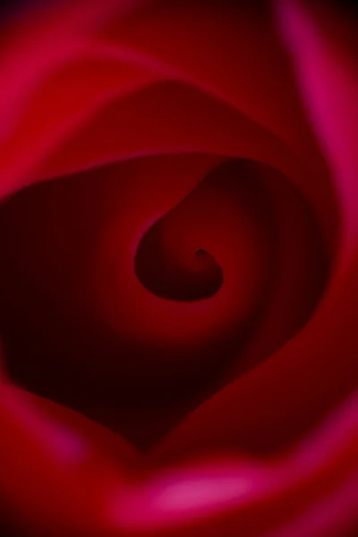 红玫瑰的特写 Macrophotography — 图库照片
