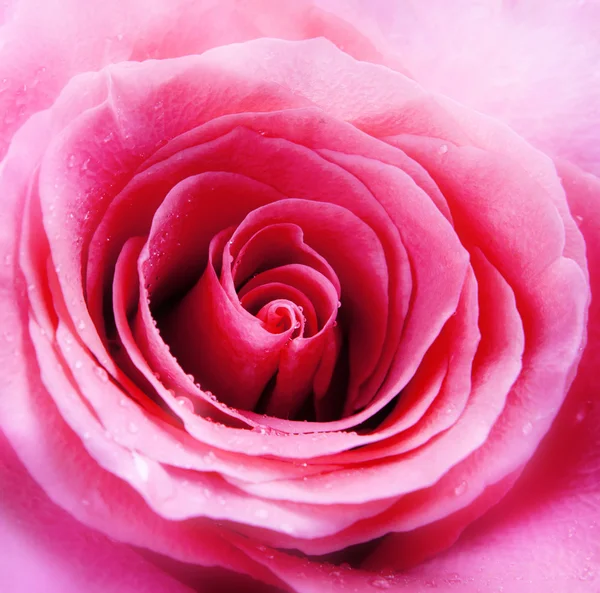 Rosa rosa — Foto Stock