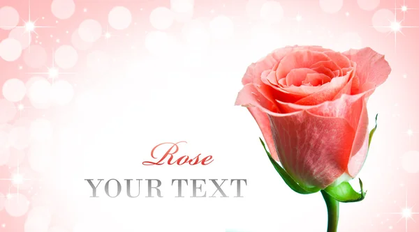 Pink Roses Holiday Background — Stock Photo, Image