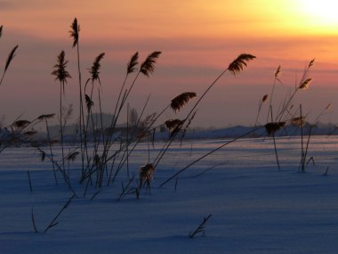 sundown Reed