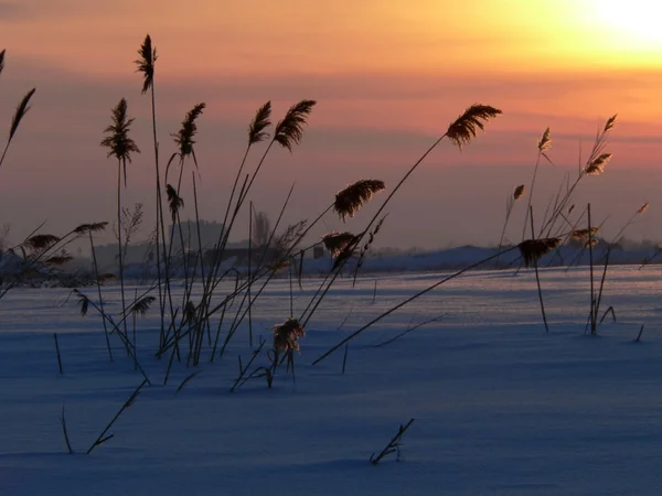 Reed on sundown — стокове фото