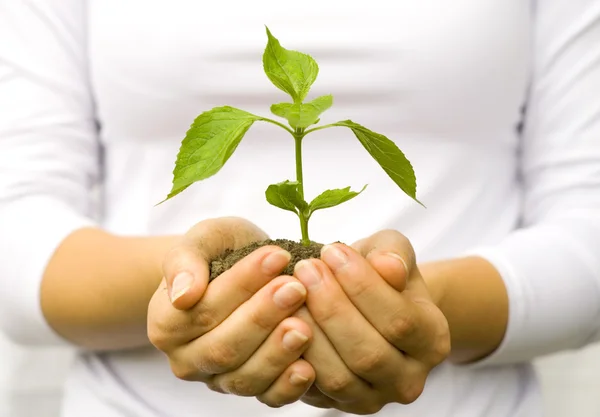 Plant in female hands — Stock Photo, Image