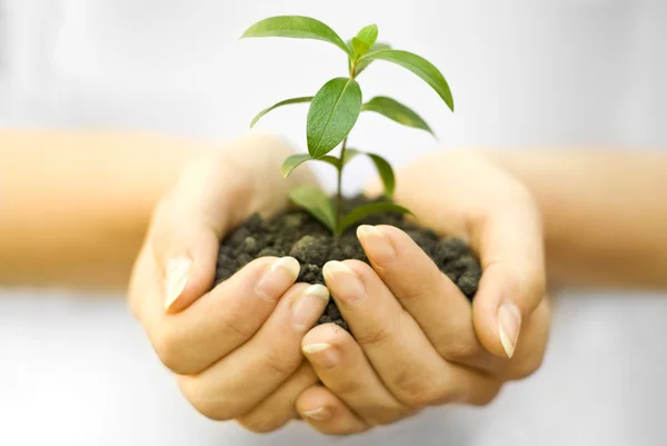 Plant in female hand — Stock Photo, Image