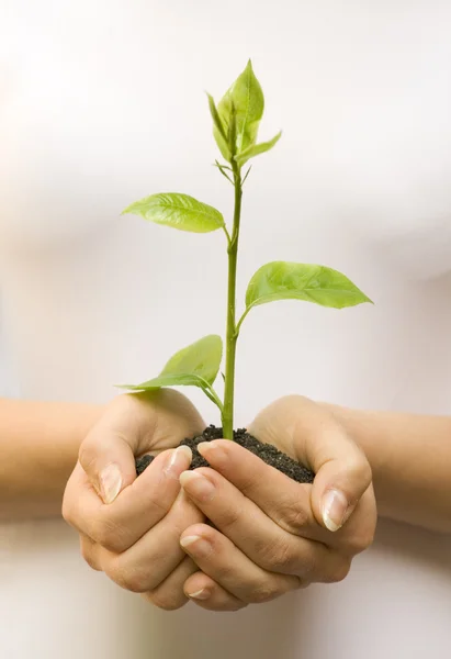 Növény a kezében — Stock Fotó
