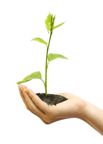 Plant in female hand — Stock Photo, Image