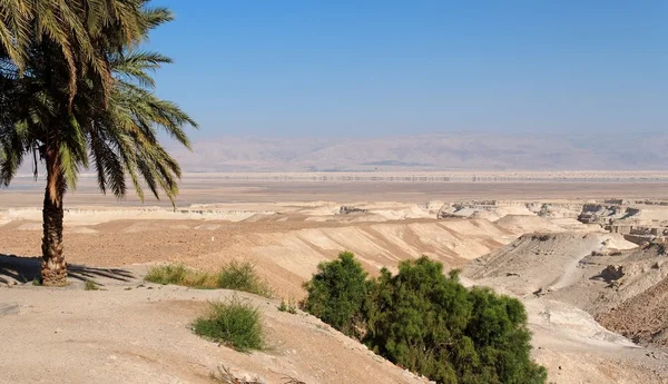 Desert landscape with oasis — Stock Photo, Image
