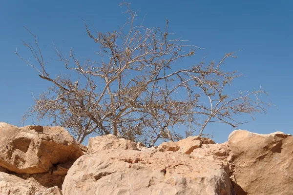 Száraz akác fa a sivatagban a háttérégbolt — Stock Fotó