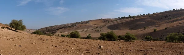 Mediterranean desert landscape with cows — Stock Photo, Image