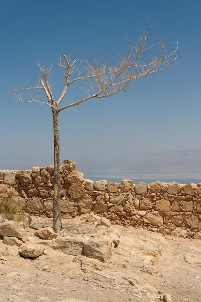 Dry tree on the ruins of ancient fortress in desert — Stock Photo, Image