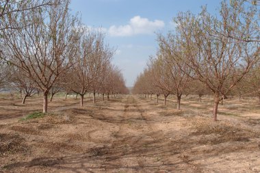 Alley in the orchard in early spring clipart