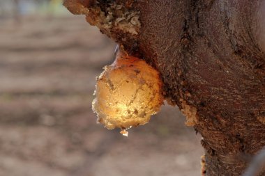 Amber resin drop on fruit tree in the orchard clipart