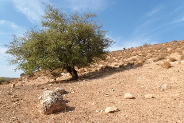 Eenzame boom op de heuvel in de woestijn — Stockfoto