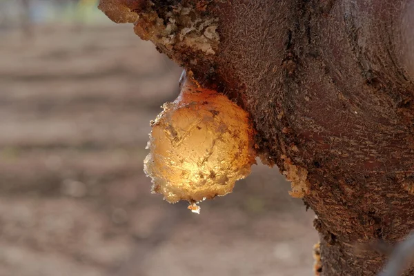 Κεχριμπάρι ρητίνη σταγόνα στο οπωρωφόρο δέντρο στον αγρό — Φωτογραφία Αρχείου