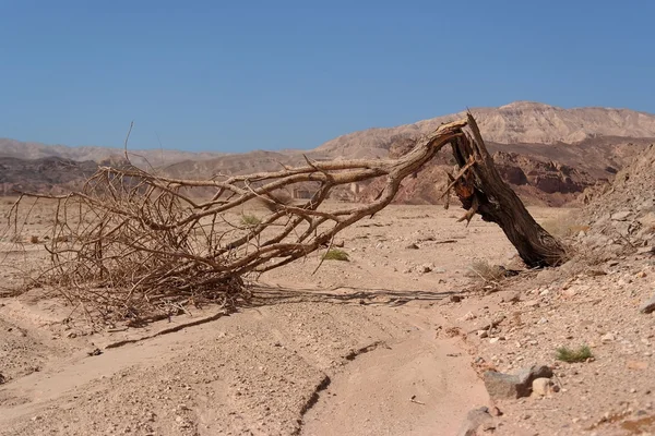 Złamane akacji nad suchym potoku na pustyni — Zdjęcie stockowe