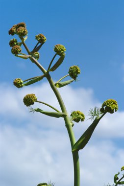 Aniseed plant against a blue sky clipart