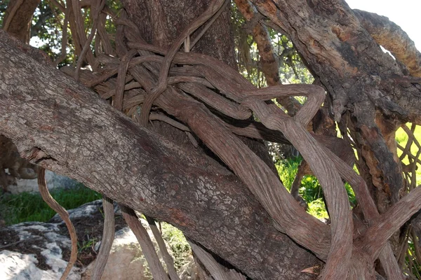 Noeud de la vigne parasite sur le tronc d'arbre — Photo