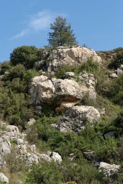 Одинокое дерево на вершине выветрившейся скалы в яркий весенний день — стоковое фото