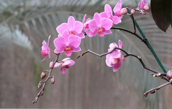 弯曲的树枝上微妙粉色的兰花花 — 图库照片