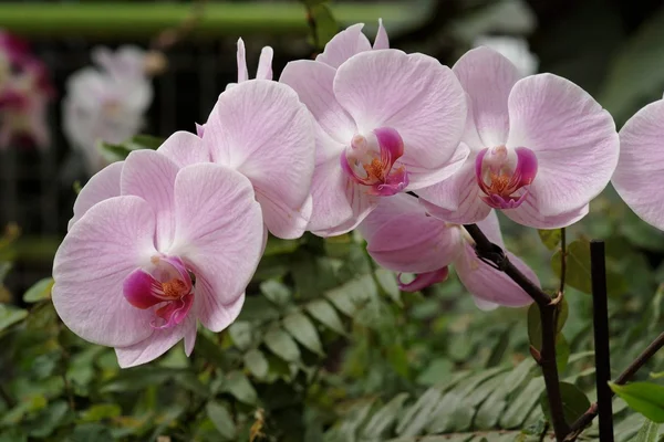 Delikatne różowe kwiaty orchidei — Zdjęcie stockowe