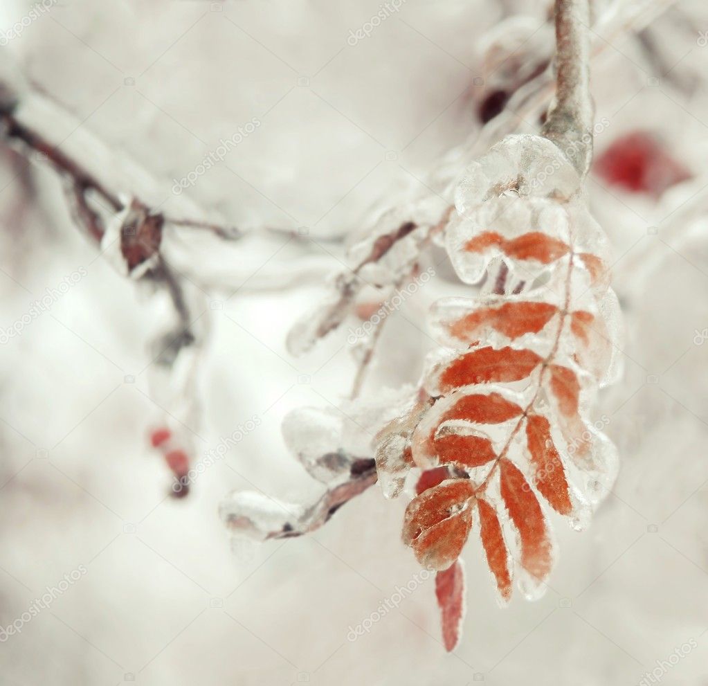 Frozen leaf ash covered with a layer of ice