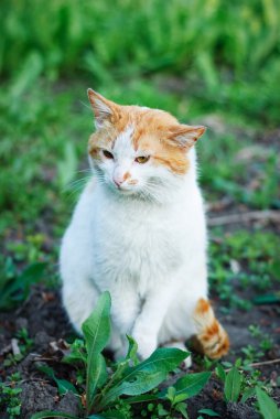 kedi oturma ve yeşil çim dinlenme