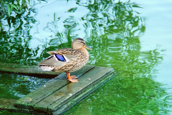 Pato preening suas penas na margem do rio — Fotografia de Stock