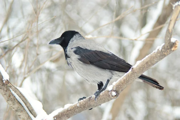 Hooded Crow Sits Branch — Stock Photo, Image