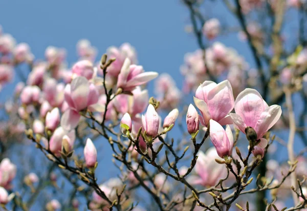 Rózsaszín és fehér magnolia — Stock Fotó