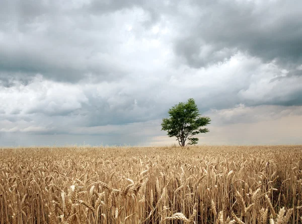 Campo Antes Chuva — Fotografia de Stock