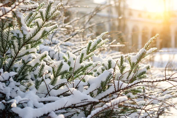 Zimní krajina, koupání v teplé paprsky odpoledního slunce — Stock fotografie