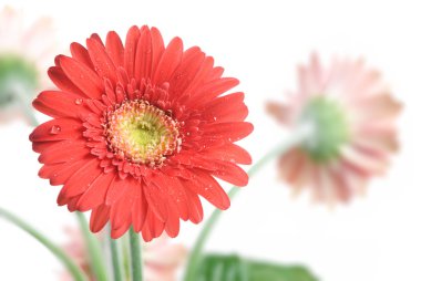 gerbera daisy. ilk çiçek üzerinde odaklanmak