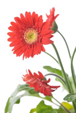 Gerbera Daisy. Focus on the first flower clipart