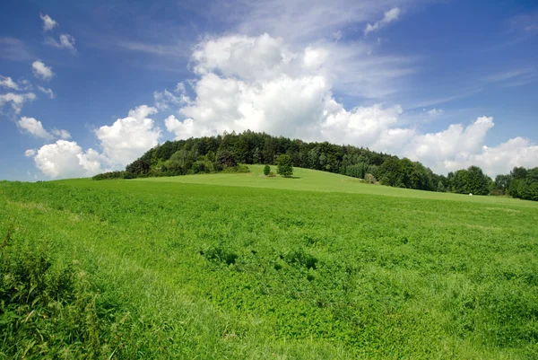 stock image Green field and trees. Beautiful walley