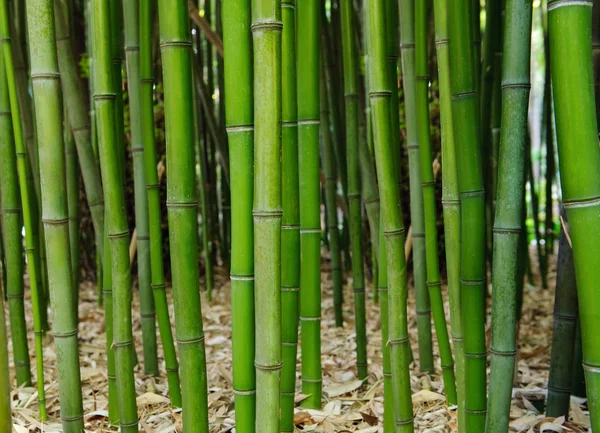 Bambuswald. zen — Stockfoto