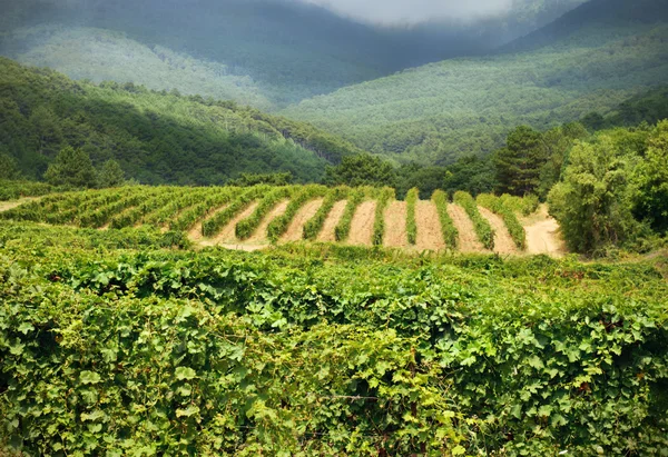 Kraju wina. doliny i góry — Zdjęcie stockowe