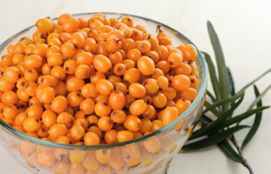 Sea buckthorn clipart