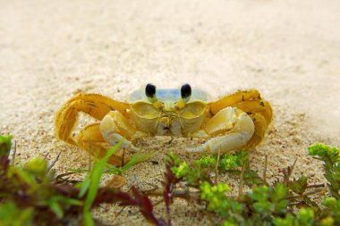 Ghost crab clipart