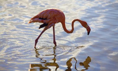 Flamingo clipart