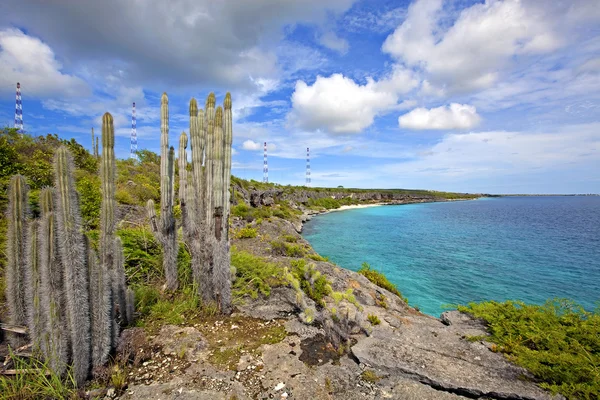 Bonaire coast — Stockfoto