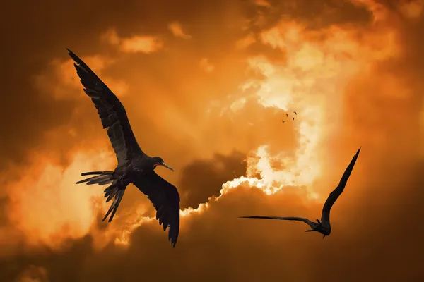 Pássaros ao pôr do sol — Fotografia de Stock