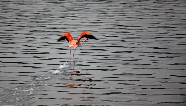 Ejecución de Flamingo — Foto de Stock