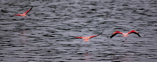 Çalışan flamingo — Stok fotoğraf