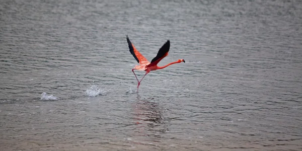Běžící flamingo — Stock fotografie