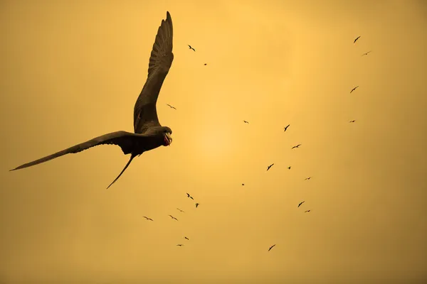 Vogels in de zonsondergang — Stockfoto