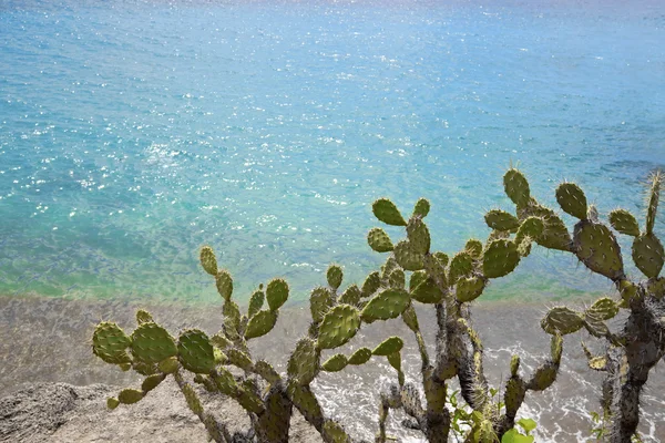 绿松石库拉索岛 — 图库照片