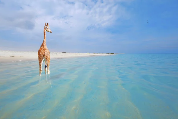 Жираф у відпустці — стокове фото