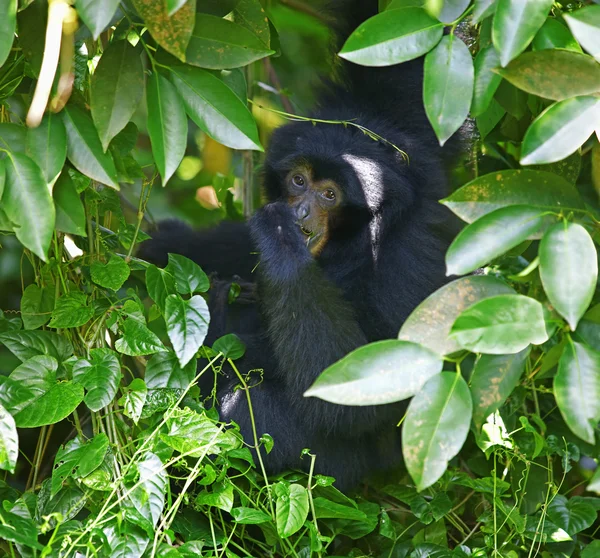Gibbone Symphalangus syndactylus — Foto Stock